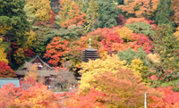 桜井画像